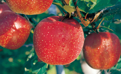 こだわりの栽培法と自然の力で育った江刺りんご