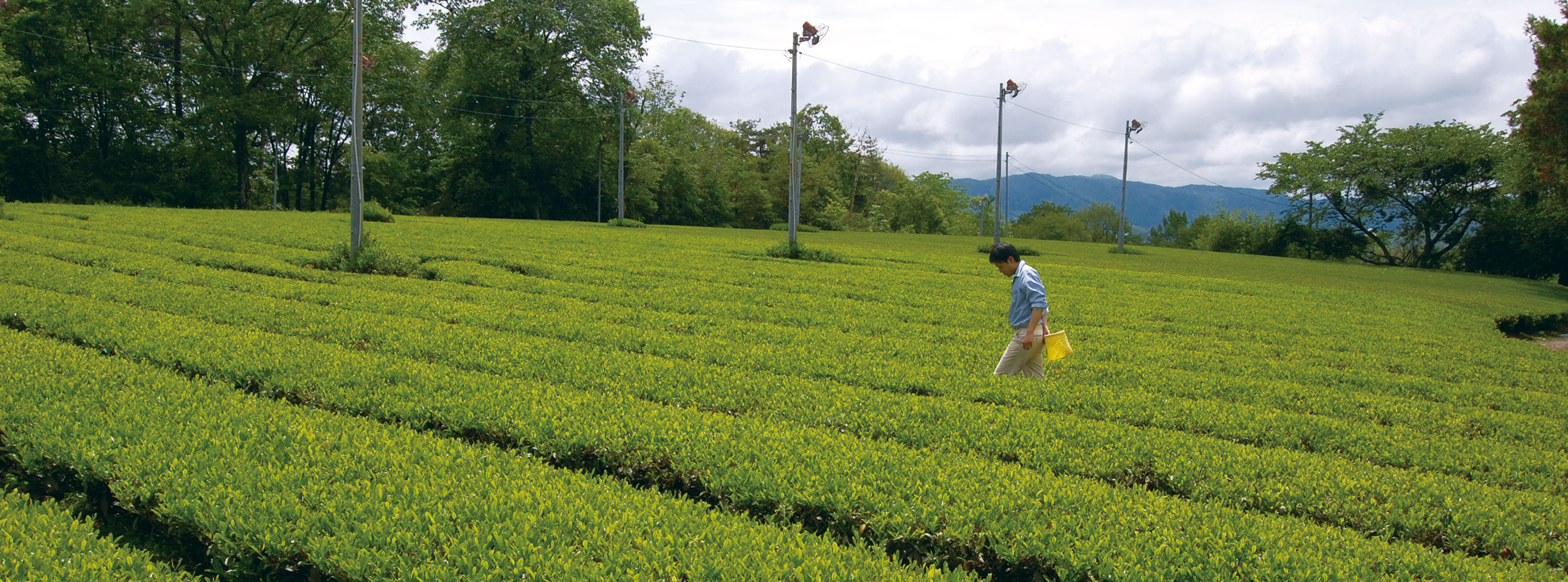 KEIHOKUプライベートブランド 有機栽培茶